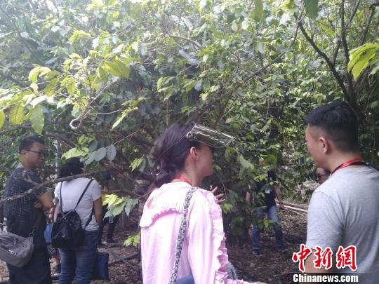 ͼΪ�ι۰��꿧������������