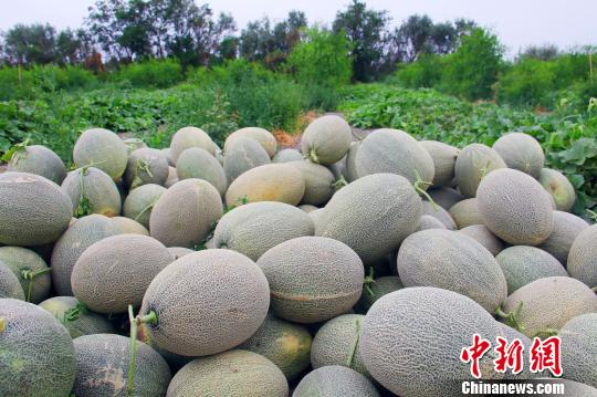 �п�ѷ�ع��ܹ���ֲģʽΪ����ũ����ͳ��ֲģʽ�����õ���¢��Ĥ������ֲģʽ������������Ҫ׷ʩ�л��ʣ�ȷ�����ܹϵ�������Ʒ�ʡ����