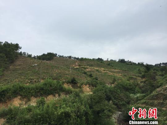 ���صĺܶ�ɽ������ת����չ��Ҷ��Ʒ�֣�����&ldquo;��˾++ũ��&rdquo;ģʽ���ӿ�ƶ��������ƶ����������