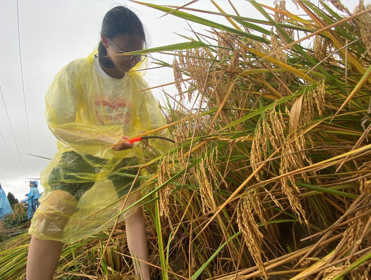 宁波:把劳动教育课堂搬到田间地头