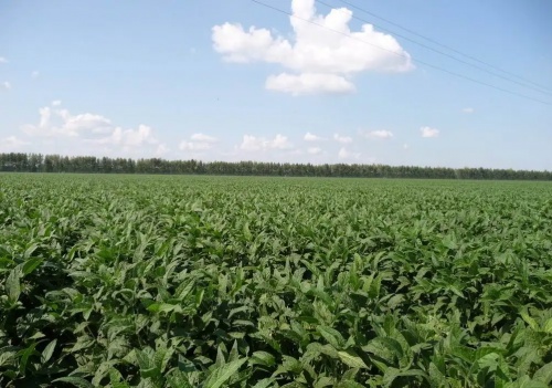 ����ɫũҵΪ���򣬴�����չ�л�ũҵ��ҵ��