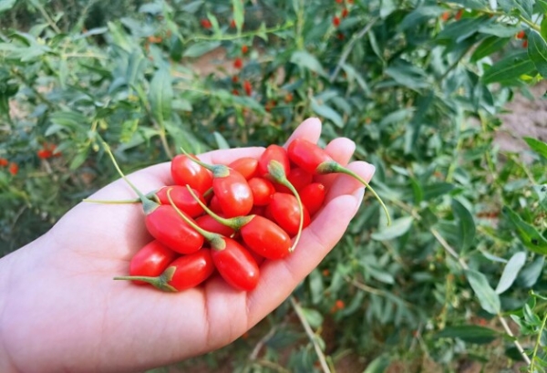 �������ûƺ�ˮ���������һƬ�� ح�����ϼ������������Դ��