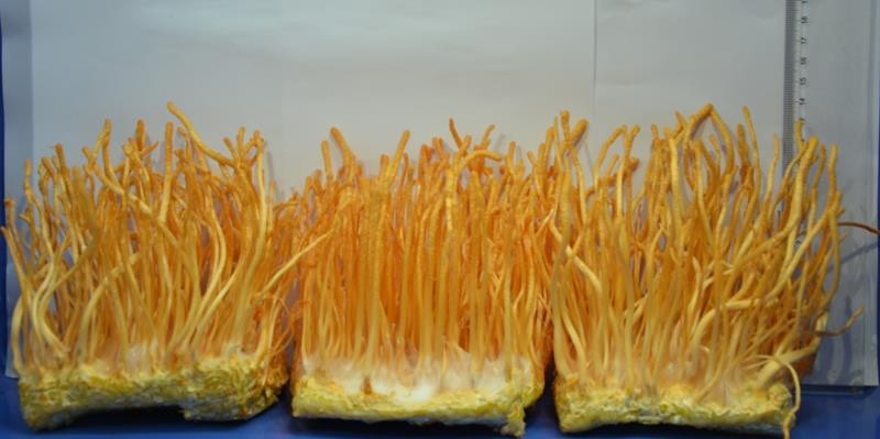 暨创硒源纳米硒栽培高腺苷富硒蛹虫草 助创行业新风口