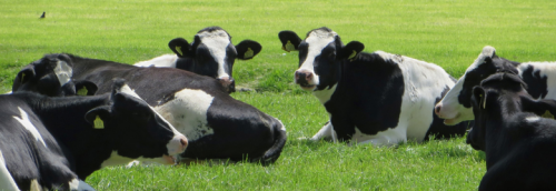 ������ʯ��ţ��������ţ���ص���̬ũ���Ļ����ɱ�