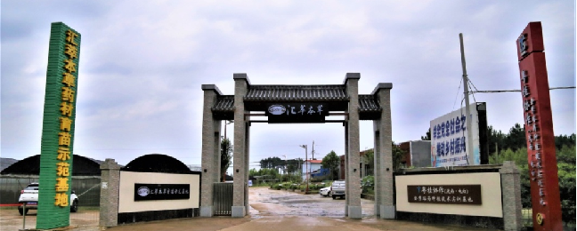 汇萃本草:汇集百种植萃,品质“瑶瑶”领先