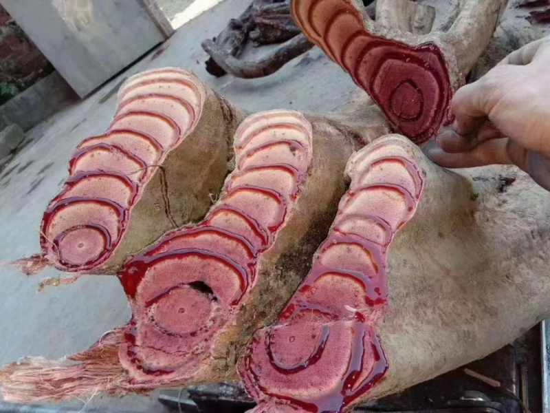 ���й���Ԯ�������ط�����ͷ�ƿ��ٴ󽡿���ҵ�·���