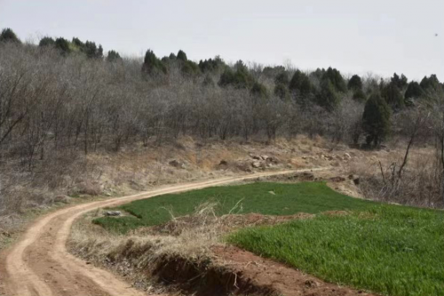 葛龙海荣获多项殊荣,不忘初心回馈家乡,荒山造林成新名片