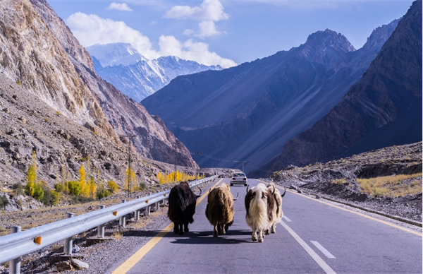 藏巴乳业|因为一句承诺,他在一个地方坚守了一辈子