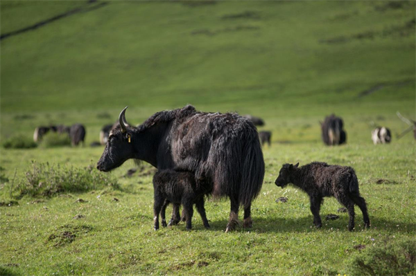 藏巴乳业|因为一句承诺,他在一个地方坚守了一辈子