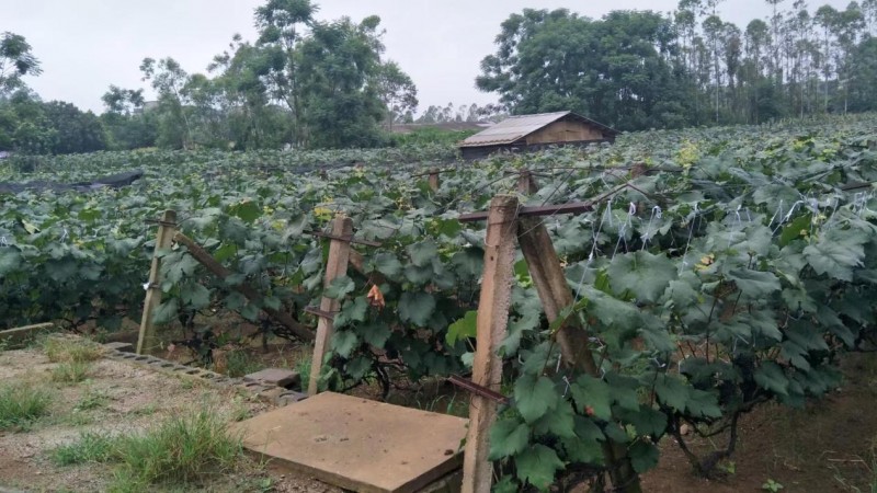 福建融威山葡萄酒:品红酒之美,味红酒之韵。