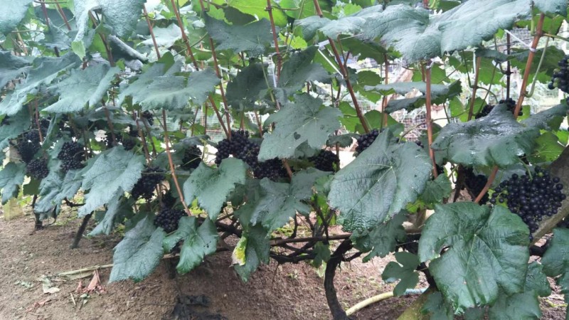 福建融威山葡萄酒:品红酒之美,味红酒之韵。