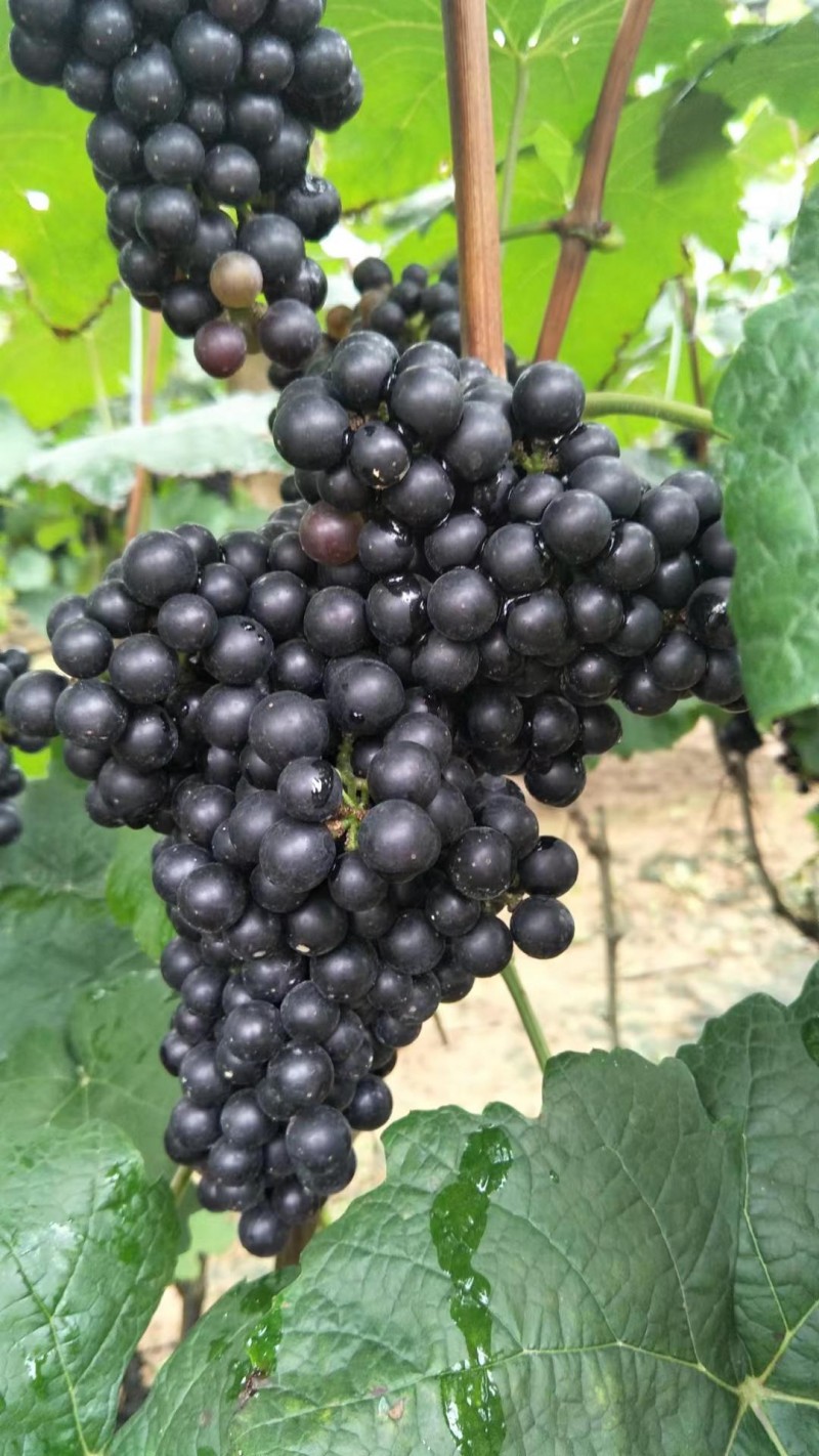 福建融威山葡萄酒:品红酒之美,味红酒之韵。