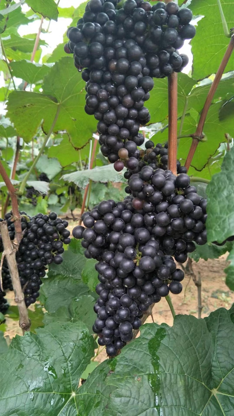 福建融威山葡萄酒:品红酒之美,味红酒之韵。