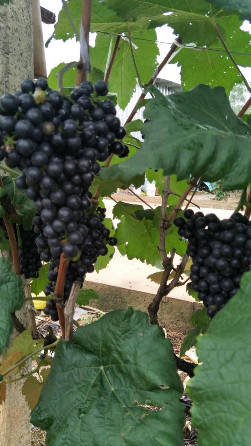 福建融威山葡萄酒:品红酒之美,味红酒之韵。