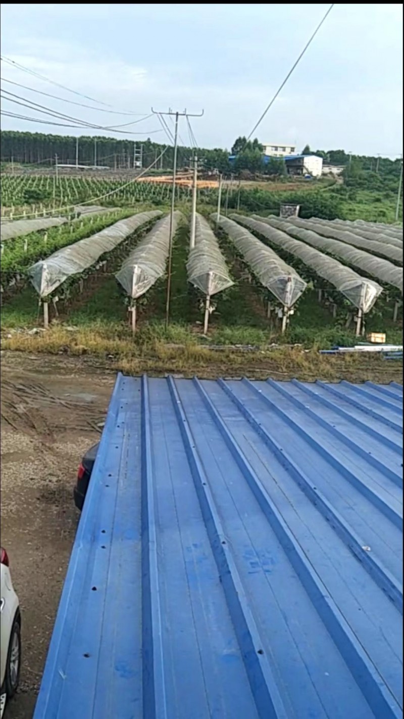 福建融威山葡萄酒:品红酒之美,味红酒之韵。