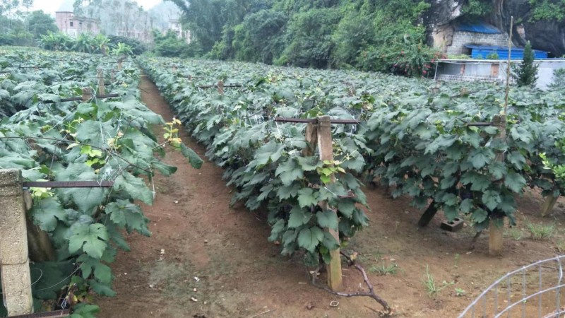 福建融威山葡萄酒:品红酒之美,味红酒之韵。