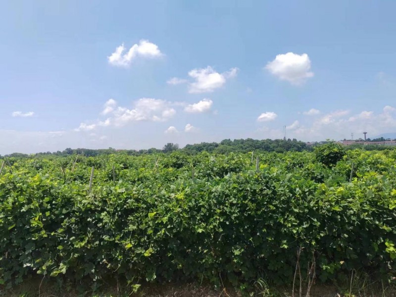 ������ơ�ƣ�ҩʳͬԴ������Ʒ�����𽡿��·���