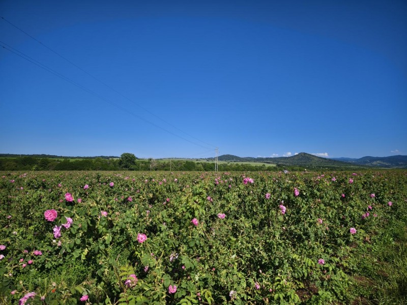 揭秘!柠檬女王王牌爆品保加利亚玫瑰纯露的溯源之旅