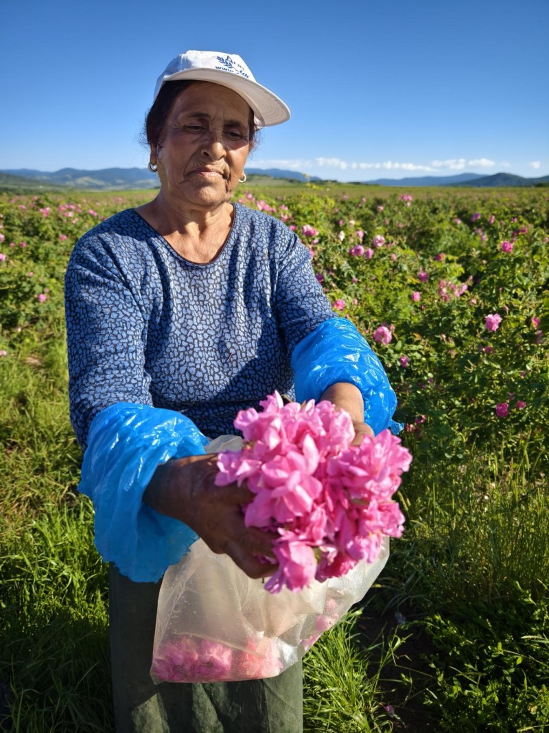 揭秘!柠檬女王王牌爆品保加利亚玫瑰纯露的溯源之旅