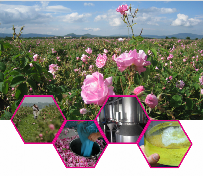 揭秘!柠檬女王王牌爆品保加利亚玫瑰纯露的溯源之旅