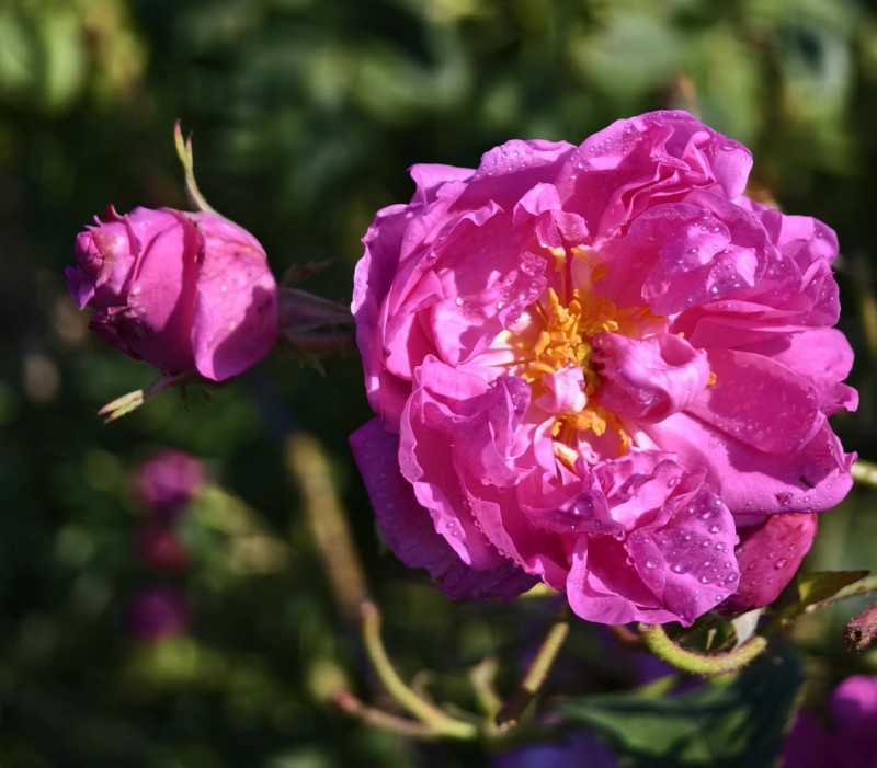 揭秘!柠檬女王王牌爆品保加利亚玫瑰纯露的溯源之旅