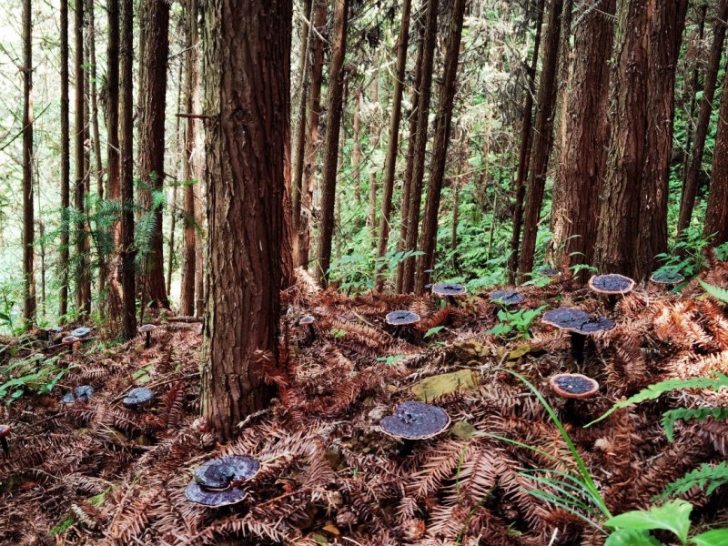 布依酒业:以“文化+科技” 推动灵芝产业高质量发展