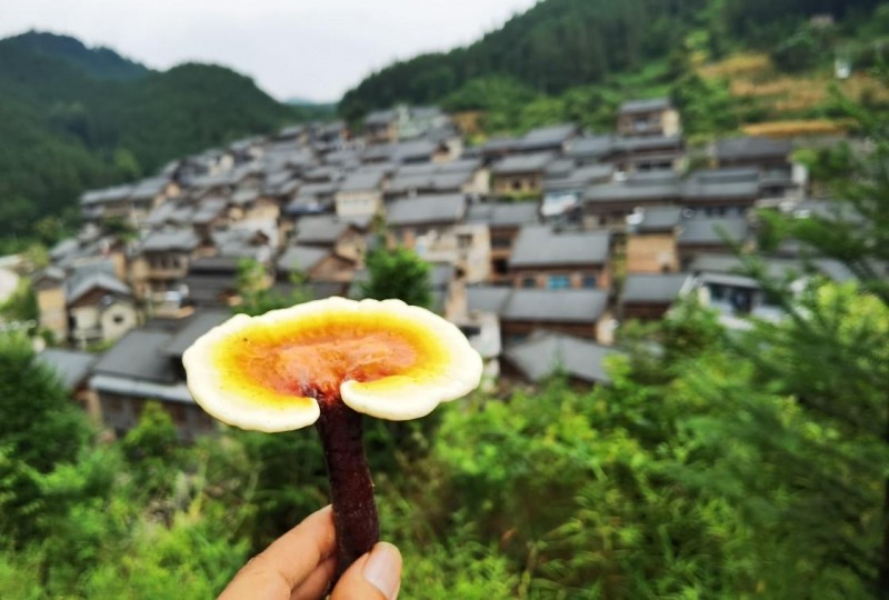 布依酒业:以“文化+科技” 推动灵芝产业高质量发展