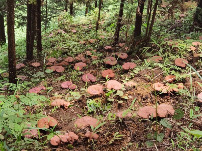 布依酒业:以“文化+科技” 推动灵芝产业高质量发展