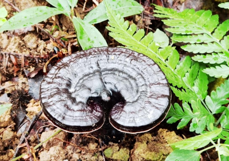 布依酒业:以“文化+科技” 推动灵芝产业高质量发展