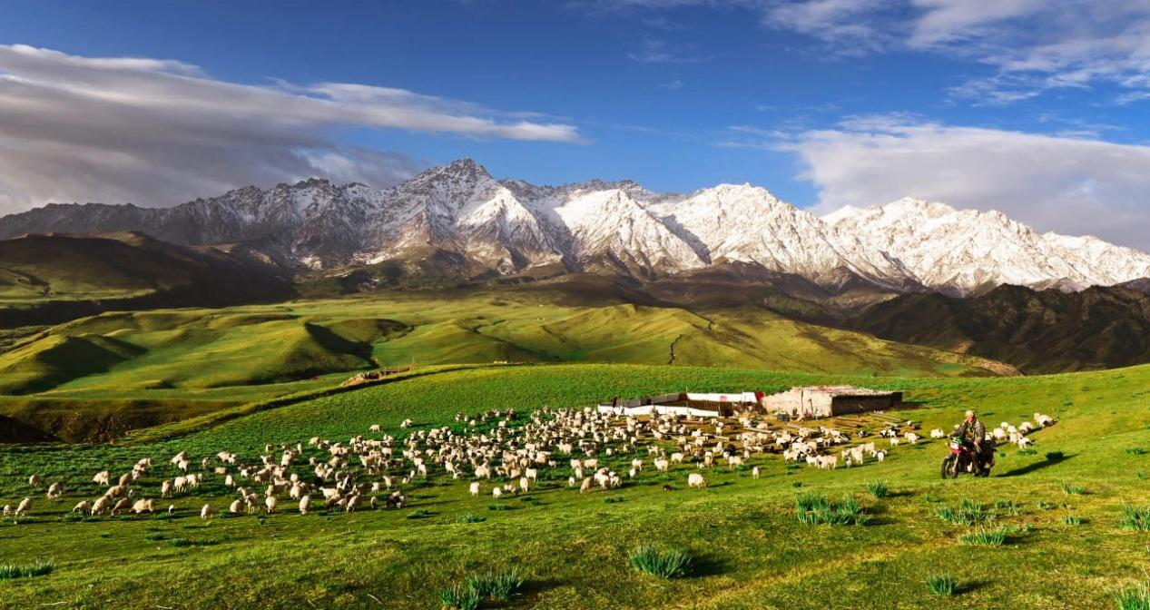 雪域传祁:品味雪域羊肉的温情醇香