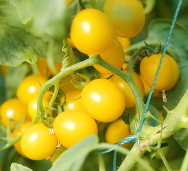 点击查看原始图片