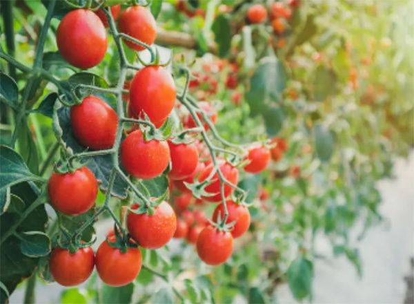 点击查看原始图片