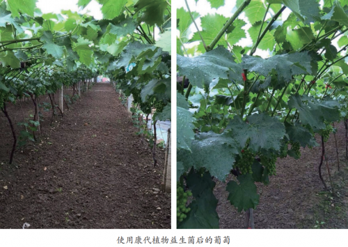 康代生物陈明仁;以康代菌破局,打造绿色农业“中国芯”