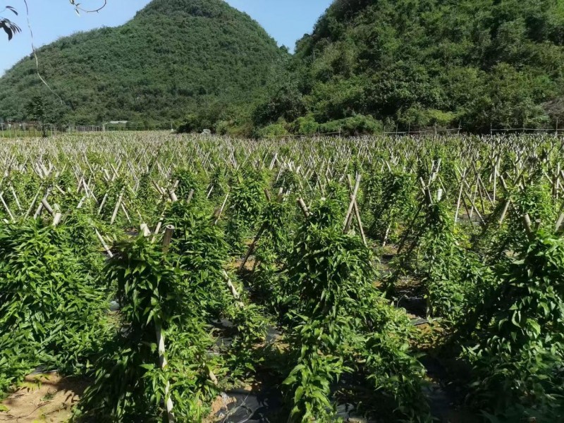 药食同频,病在未病,壮元医药全产业链协同,守护人人壮元梦