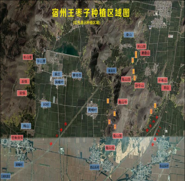 以匠心促创新 宿州绿源多措并举 塑造传统药材宿州王枣子金名片