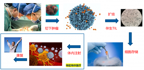 环球细胞库集团联合编制的《TIL细胞治疗临床应用指南》团体标准发布!