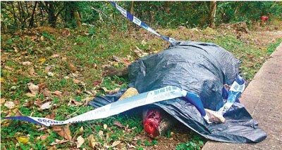 港司机撞死觅食野猪驾车离去 警方调查