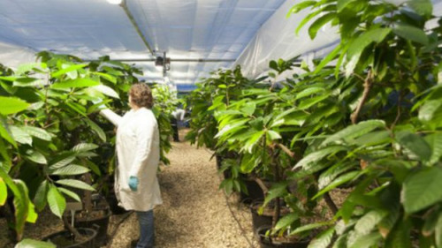 英国可可检疫中心启用为全球巧克力质量把关(图)