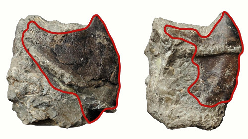日本发现世界最大体积墨鱼和章鱼化石(图)