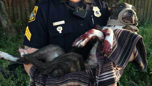 狗狗身中3枪被拴铁轨等死美当局悬赏追凶(图)